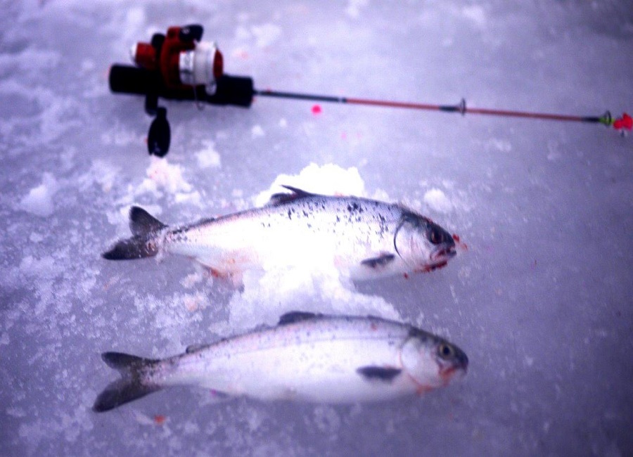 Marmaris Fishing Tour included Rods, Baits and Transfer - Image 8