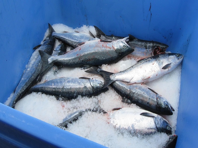 Marmaris Fishing Tour included Rods, Baits and Transfer - Image 2