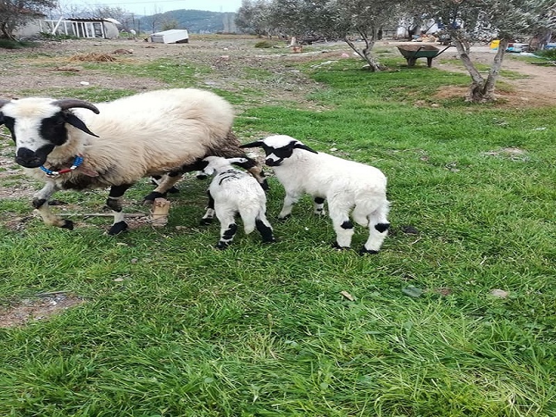 Marmaris Village Tour w/ Waterfalls & Jesus Beach: Nature’s Paradise - Image 9