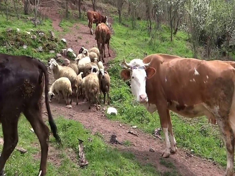 Marmaris Village Tour w/ Waterfalls & Jesus Beach: Nature’s Paradise - Image 10